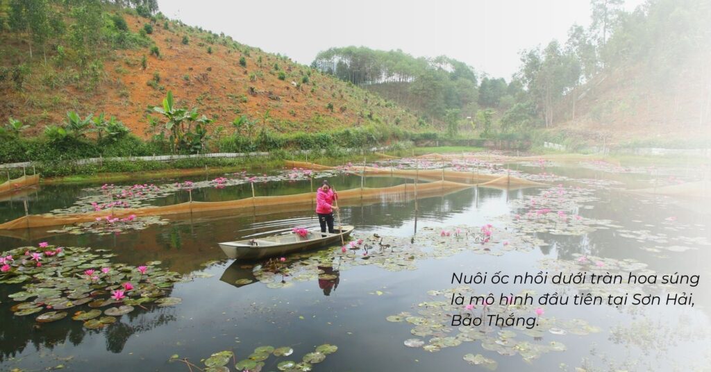 Ao trồng hoa súng nở tưng bừng, chị nông dân Lào Cai chèo thuyền ra bắt được vô số ốc nhồi 1 1 20230323 100849 0000 1680192082785 16801920835741241621103 0 0 1005 1920 crop 16801924342871867539347