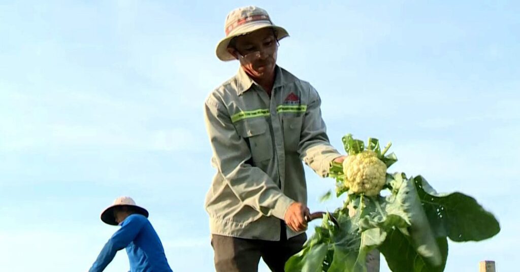 Trồng bông cải trắng đồng, nông dân Long An nói nhanh thu được tiền 1 339 1678249349373 16782493502081333450977 76 0 639 1076 crop 16782495611661180909931