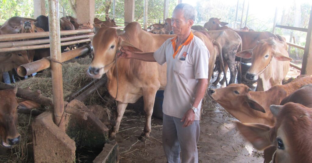Bà Rịa-Vũng Tàu: Nuôi 40 con bò, trồng 1,2ha bưởi da xanh, 6ha lúa, từ hộ nghèo thành hộ giàu có 1 nuoi bo 1 16779883064551863896670 42 0 1089 2000 crop 16779891071681392177482