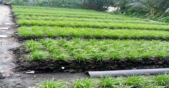 Cây hẹ có công dụng gì tốt cho sức khỏe mà ở Hậu Giang nhiều người ăn, nông dân trồng bán giàu lên? 1 trong he 16780105058581516002530 0 0 301 575 crop 1678010655130149730202