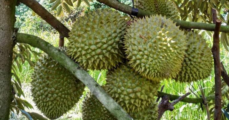Sầu riêng là quả ngon đặc sản, trồng sầu riêng cho trái nghịch vụ, ông nông dân Vĩnh Long trúng lớn 1 trong sau rieng nghich vu 16792432589781554769114 525 0 927 768 crop 1679243682676279563876
