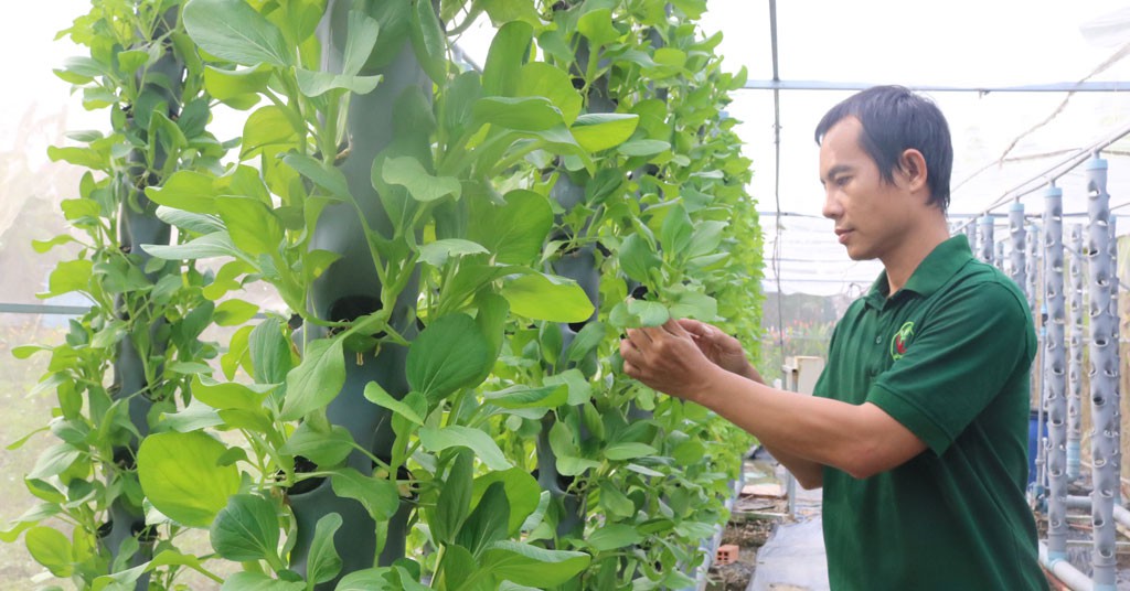 Trồng rau khí canh kiểu gì mà một anh dân Long An làm vườn đẹp như phim, bán đắt hàng? 1 154 1682658456318 16826584568391303602403 32 0 568 1024 crop 1682658659125331878538