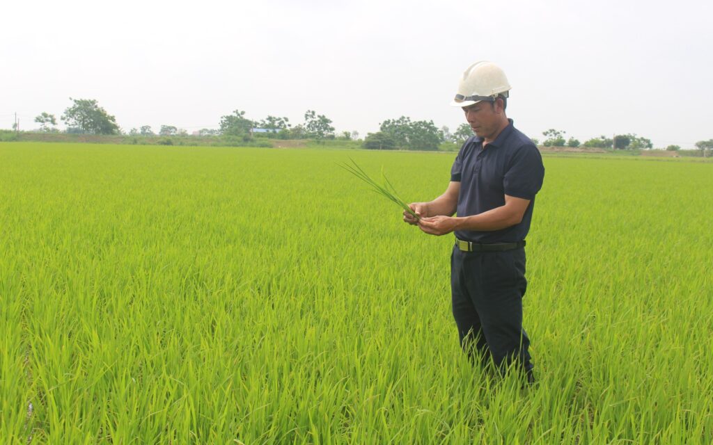 Anh nông dân Nam Định giàu lên từ cánh đồng lớn, được Thủ tướng tặng Bằng khen 1 anh 3 1681224546094795299027 83 0 1333 2000 crop 16812247419731499659675