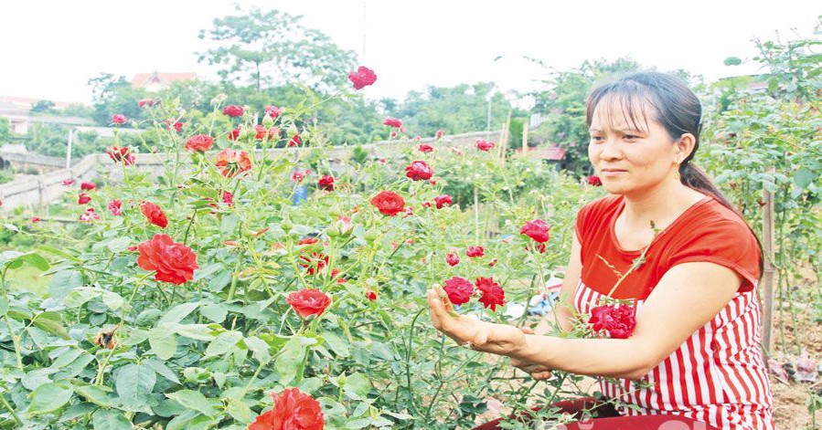 Trồng hoa hồng thành một vườn, vô số giống hoa hồng lạ vạn người mê của nông dân Bắc Giang 1 20190607103522 ch s m nang niu canh hoa d p trong vu n t1 1683115472113 16831154728401651800551 0 101 471 1000 crop 16831158494801862678442