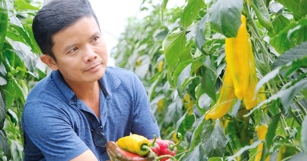 Trồng ớt ngọt giống mới, lạ, ruộng đẹp như phim ở Lâm Đồng, ông chủ thu tiền tỷ 1 anh 1 trong ot20230501153545 1683180305292 16831803063131246295106 0 0 524 1000 crop 16831804585851102688277