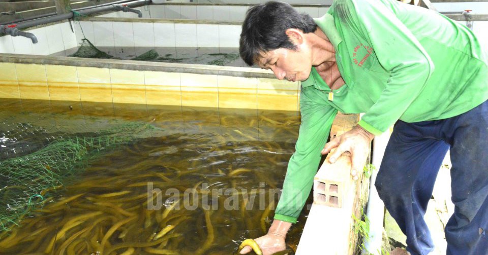 Nuôi trùn quế bắt đem đi nuôi lươn dày đặc, ai đến nhà ông nông dân Trà Vinh đều phục lăn 1 t420copy 1685172794510 16851727952021179506753 24 0 527 960 crop 16851730009522096762688