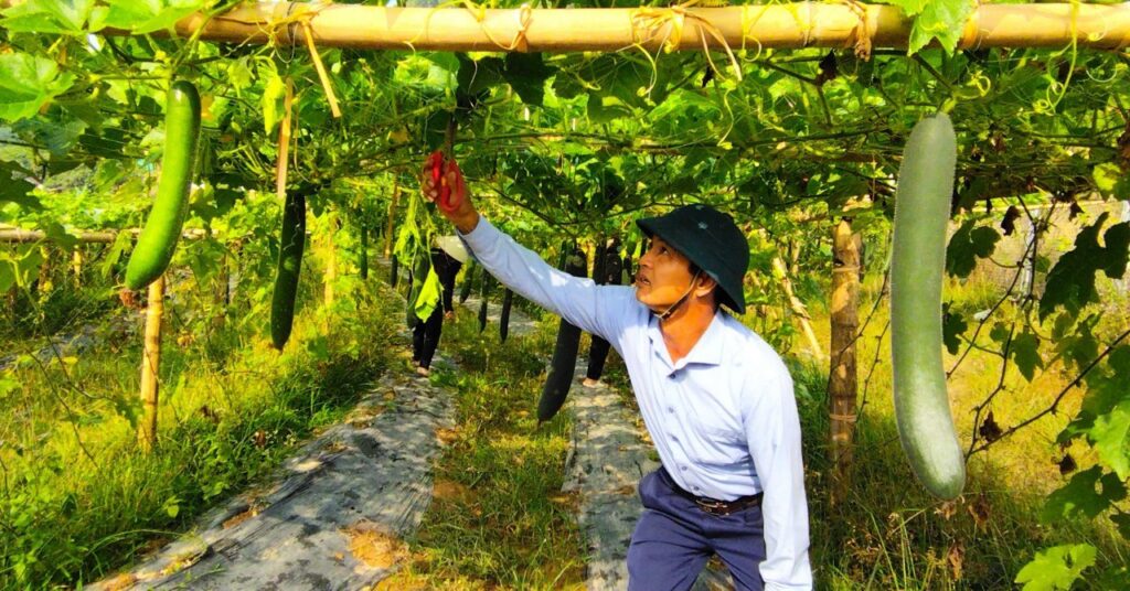 Trồng bí xanh leo giàn lưới, nông dân thu lãi gấp 10 lần so với trồng lúa 1 trong bi xanh tren chan ruong mot vu 1 16824366998731723571680 50 0 720 1280 crop 1682436813265519631783