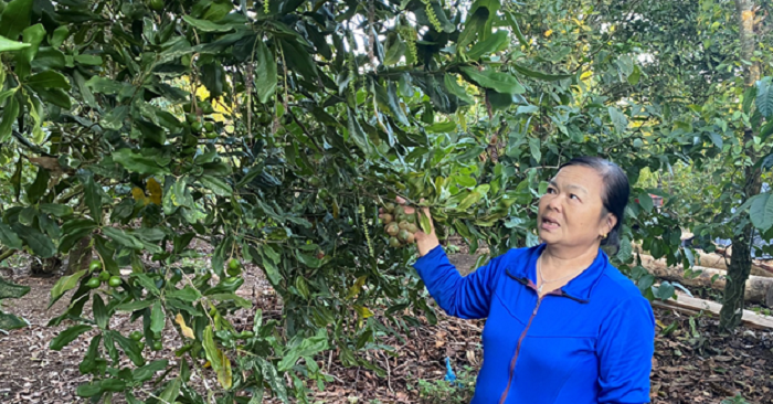 Trồng sầu riêng xen canh mắc ca, cà phê, ai ngờ một bà nông dân Đắk Lắk kiếm tiền nhiều hẳn lên 1 trong sau rieng xen canh mac ca o dak lawsk 1 1684910285387841545896 53 0 419 700 crop 16849105200981509417258