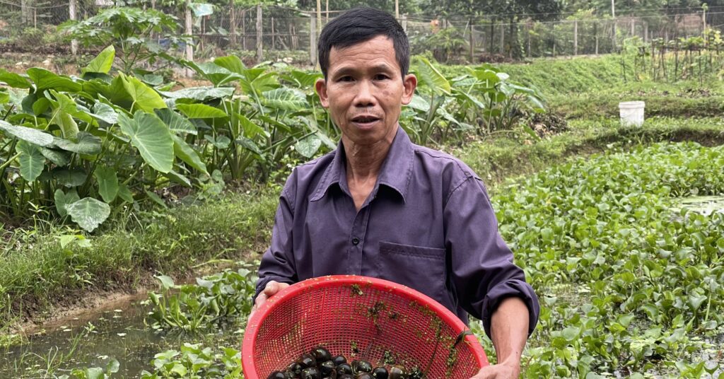 Nuôi ốc nhồi trong ruộng lúa, ông nông dân Thái Nguyên có của ăn của để, thành hộ khá giả 1 z43020442791076395c767d643a372b700f7dc548fa1a3 16829992766661383420281 142 0 1189 2000 crop 16830003910832131729503