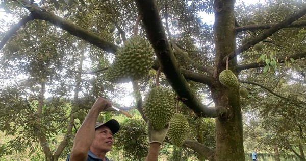 Trồng sầu riêng ở Đồng Nai ví như cây tiền tỷ, giá sầu riêng giảm nông dân nói vẫn lãi chán 1 969f4adfde97937c8a6ce6cbf90a9e87 2023 06 0615 49 44 1686489837073 1686489837593826200420 29 0 448 800 crop 168649015703660145801
