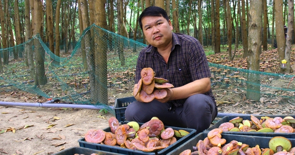 anh hieu tien phong trong nam linh chi do duoi tan rung keo o gia lai anh td 1329 1685689484634 16856894853121589063109 0 0 440 840 crop 16856897421572137848815