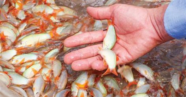 Nuôi cá heo miền Tây đẹp hút hồn, ông nông dân Bình Phước bán đắt, nhiều người kéo đến xem 1 ca heo nuoc ngot 1685580824303738625414 0 0 247 472 crop 16855808467972122078717