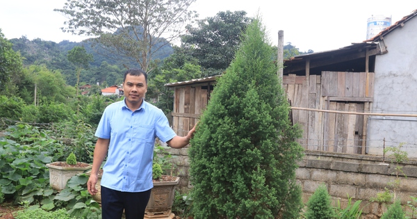 cay hoang dan 1687950195448849632813 0 0 1250 2000 crop 1687950257910516428796