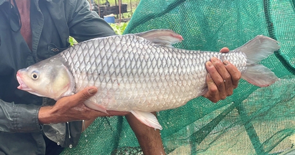 nuoi ca coc 16859390273631939953859 0 0 241 460 crop 16859391332381266740378