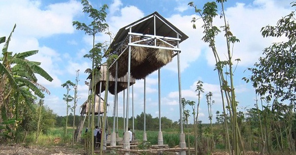 nuoi doi lay phan vua 1687349569348478128252 20 0 318 570 crop 16873498421751481939281