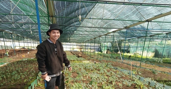 trong sam ngoc linh o lam dong 1 16861439359062131675081 68 0 398 630 crop 1686144172158238264794