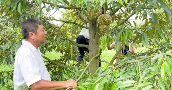 trong sau rieng dong nai 1 168725270057361939267 2 0 420 799 crop 1687253229623233358369