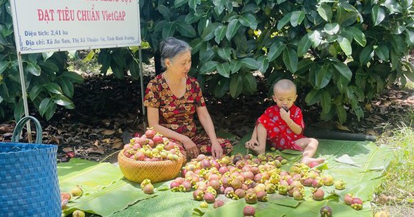 vnapotalbinhduongmangcutduocmuanhungvanchayhang6738939 1685967318661 16859673189261768196310 217 0 542 620 crop 16859676076301038889194