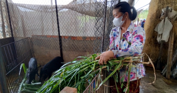Nuôi heo kiểu "nhà nghèo", nhai cỏ voi như bò, chị nông dân Long An bán giống, bán thịt đều đắt 1 129022511072023thunhapondinhtumohinhnuoiheorunglaianh114441110 1690626367667 1690626368839792514184 14 0 550 1024 crop 16906268265292110469072
