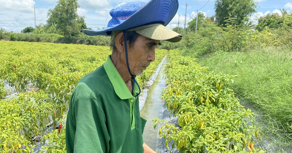 Ớt sừng châu Phi là ớt gì mà ông nông dân Long An liều trồng đất phèn, ai ngờ ra trái quá trời? 2 1302023 522395e4f8d563391e3cfba80 1690459409868 16904594105761932835462 113 0 1160 2000 crop 16904595796201971618107