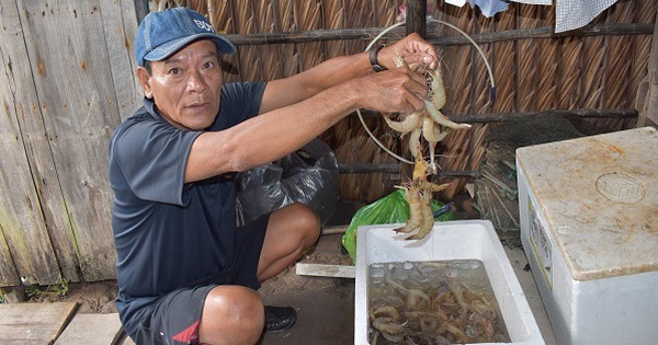 Tôm sú nuôi trong rừng ngập mặn ở Cà Mau, bắt con to bự, tươi rói, thương lái tranh nhau mua 1 anh 6 3 1690511581538529318968 58 0 372 600 crop 16905115977872020939414