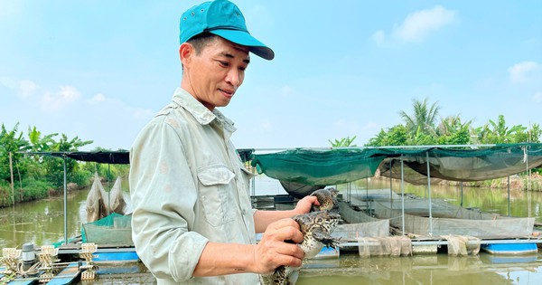Trên nuôi ếch ộp ộp, dưới thả cá chép Nhật Bản, anh nông dân Hải Phòng bắt bán mà giàu hẳn lên 1 anh dai dien ech 1689783338106627292273 97 59 1113 2000 crop 16897833779871428650171