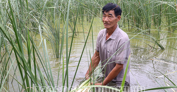 Trên trồng bồn bồn, dưới nuôi đàn cá sặc bướm, trê vàng, nhẹ công chăm sóc tiền thu đều đều 1 avatar1688372722276 16883727228891173153946