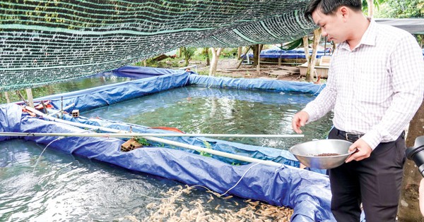 Nuôi đàn cá cảnh săn mồi, khách hàng đặt mua số lượng lớn, chàng trai 9X thu hơn nửa tỷ đồng 1 avatar1688545781263 16885457819471095750078