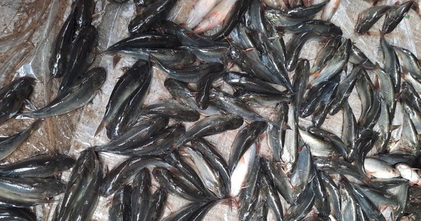 Nuôi cá chốt ở Bình Thuận, gõ một phát cá nổi dày đặc, anh nông dân nói bán là hết sạch 1 ca 2 1690264816669 1690264816940170321759 0 0 670 1280 crop 1690265167254842507396