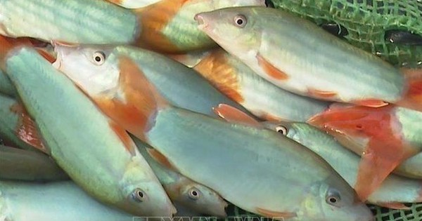 Nuôi cá heo đuôi đỏ, cá lăng đẹp như cá cảnh, trai bỏ phố về quê Bình Phước phát tài phát lộc 1 ca heo duoi do 2 16890931746932038330637 53 0 401 665 crop 16890934936131378102954