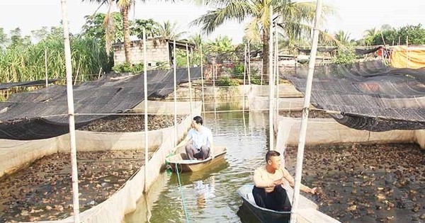 hieu qua mo hinh nuoi ech thai lan ket hop ca ro dong 7 104529 1690093924346 1690093924842215803302 0 0 366 700 crop 16900941380171152059261