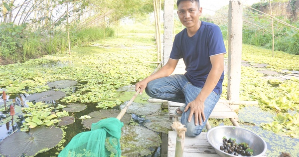 Nuôi ốc bươu đen-ốc nhồi, loài sợ mưa hơn sợ nắng, trai Đà Nẵng hễ vớt bán là có tiền tươi 1 hinh 1 16903357799501839995105 270 0 1317 2000 crop 16903365371731946563632