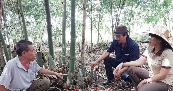Sau những cơn mưa lớn, măng tre mọc lên tua tủa, một hợp tác xã của Bình Phước thu 20 tấn/ngày 1 mang tre 1688431291115717911616 23 211 863 1816 crop 1688431336597489553596
