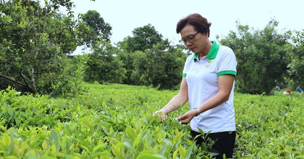 Một Phó Giám đốc trồng chè ngon Phổng Lái ở Sơn La là Nông dân Việt Nam suất sắc 2023 1 nguoi xay dung thuong hieu che phong lai 8 1690527889032559115099 2 0 672 1280 crop 16905325848681675326463