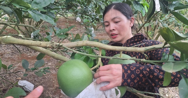 nong dan son la he lo bi quyet trong buoi da xanh tren dat doi cho thu nua ty moi nam 4 16892279542851137013797 50 0 720 1280 crop 16892288085211676327715