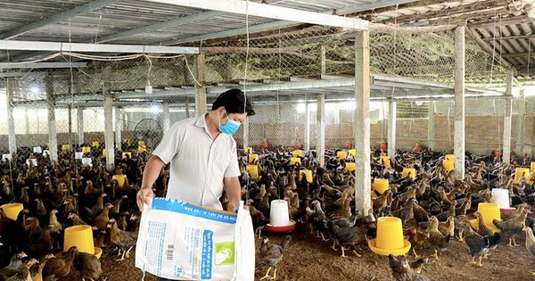 nuoi ga binh dinh 1688624223525794545595 0 0 340 650 crop 1688624330794605390412