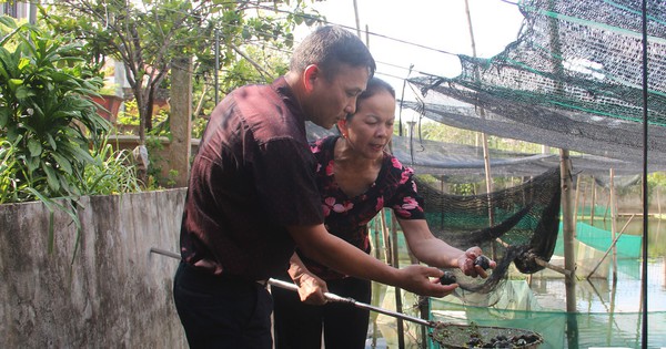 Nuôi ốc nhồi, hai ông nông dân Thái Bình nhàn tênh mà vẫn thu hàng trăm triệu 1 nuoi oc nhoi 1 16905591038652135270253 48 0 900 1626 crop 16905591548122063407755