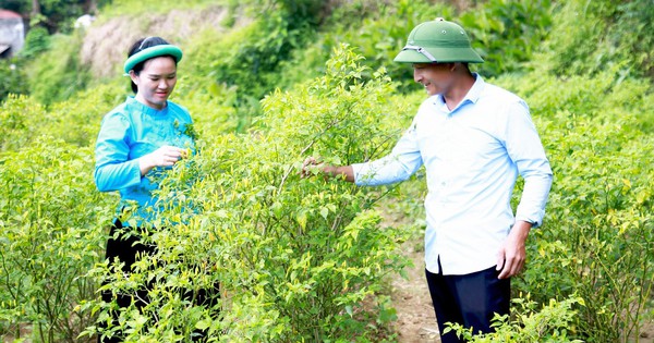 ot chao mao dai duc tien yen quang ninh ly van quan 4 1689843794016675454444 326 0 1373 2000 crop 16898449609111884920615