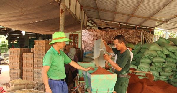 Anh nông dân Thái Bình làm ra chiếc máy gieo mạ khay giá rẻ nhưng chất lượng tương đương các hãng lớn 1 thai binh 1688271532706780675026 0 0 926 1769 crop 16882715892811701917711