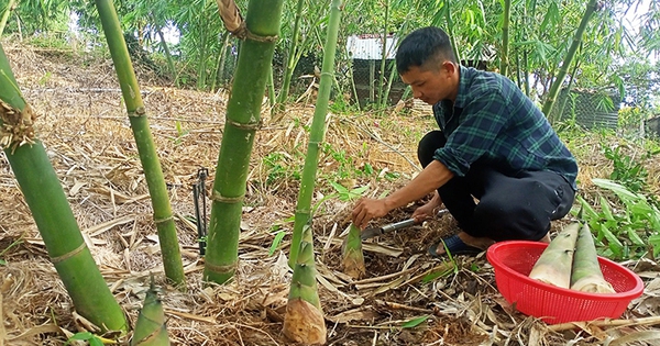 trong tre lay mang o phu yen 1689959297693667047743 71 0 474 770 crop 16899595457571720163298