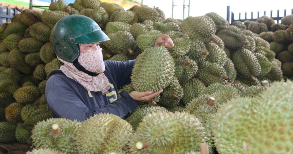 08082021sau rieng hoa sau chung chu vua trai cay mat ca tram trieu mot demduong phong crop 1628419158764