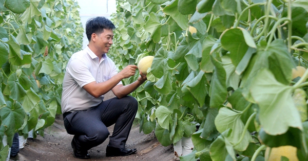 Nông dân Việt Nam xuất sắc Nguyễn Hồng Quyết và niềm trăn trở cùng nông dân liên kết làm giàu 1 g nghiep cong nghe cao kim long xa an binh huyen phu giao tinh binh duong giup nong dan trong dua luoi lam giau 3 16908619548 58 0 576 990 crop 1690861984030901498042