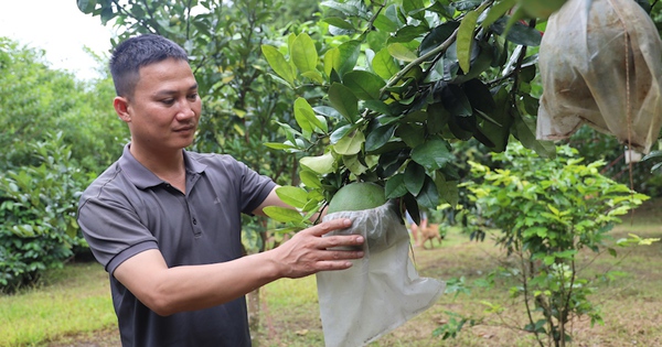 mot nong dan lam du lich nong nghiep o son la tro thanh nong dan viet nam xuat sac 2023 6 1691148841128167739007 50 0 720 1280 crop 16911488790991707630204