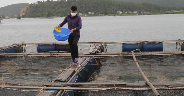 Nuôi cá hồng mỹ, cá vược đớp mồi như "ăn cướp", vì sao nông dân Nghệ An vẫn thấy lo lo? 1 nc 6 1691836890040583534793 131 0 1178 2000 crop 16918380382931201328122