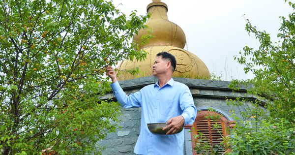 nong dan viet nam xuat sac 2023 cua quang ninh vu anh tuan ruou mo yen tu ruou mo quang vinh 16929756073011401476452 278 0 1325 2000 crop 1692975625998231858571