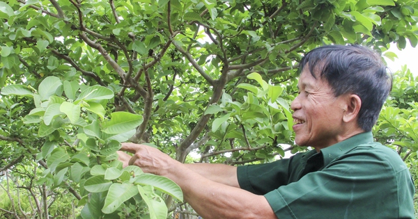 thai binh 1693018608779466357852 0 221 913 1965 crop 1693018627116737217891