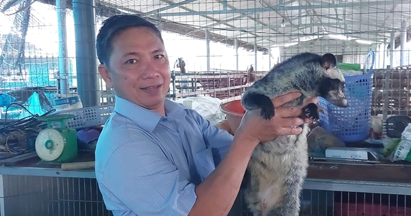 Nuôi chồn hương đặc sản ham ăn cá, chuối chín, một anh nông dân ở Long An lãi nửa tỷ 1 129539469mohinhnuoichon108532406 1693980457098 1693980457179468626683 0 0 536 1024 crop 169398066565990240380