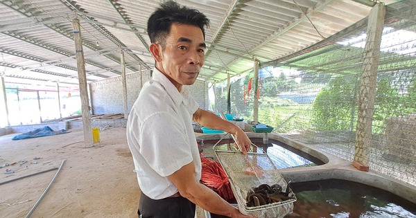 Chuyển từ nuôi gà sang lươn, ông nông dân Thái Nguyên xây cả nhà máy chế biến hướng đến xuất khẩu 1 20230906103554 16942335819521315481054 0 0 1047 2000 crop 16942347885092088138051