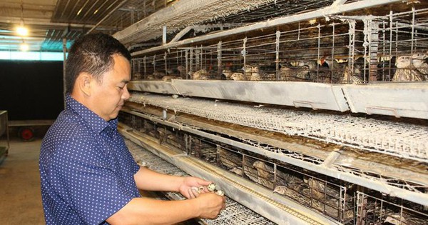 Ở Đồng Nai có trang trại nuôi chim cút mắn đẻ lớn nhất Việt Nam, bán trứng ăn liền sang Nhật Bản 1 cee598e3233bc078469434166d929839 2022 09 0910 41 18 1694329003013 16943290036051422846887 47 0 466 800 crop 1694329250815124200652