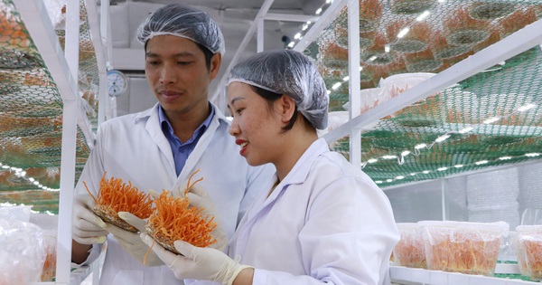 Nuôi cấy thành công đông trùng hạ thảo tại Lâm Đồng, trai Đà Lạt tự trả lương cao cả tỷ đồng/năm 1 dong trung ha thao 1 1694010327940438057563 18 0 1065 2000 crop 1694010953434931341869